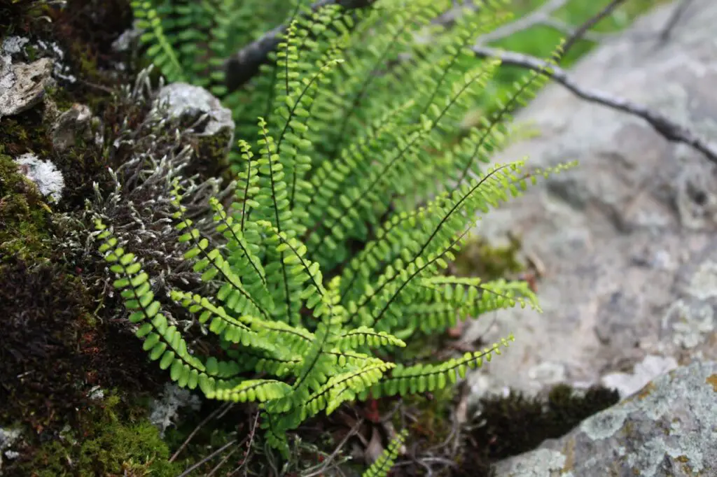 <p> At first glance, Maidenhair Ferns look like little works of art, with delicate, lacy fronds that can brighten any room. But behind that beauty lies one of the most demanding houseplants around. These ferns are drama queens. They need steady humidity, soft water, and zero drafts. Miss a day of misting or let the air conditioner run a little too long, and those fronds will shrivel up before your eyes. Unless you are committed to babysitting your plants, this one will frustrate you more than it will reward you. </p> :: Pexels