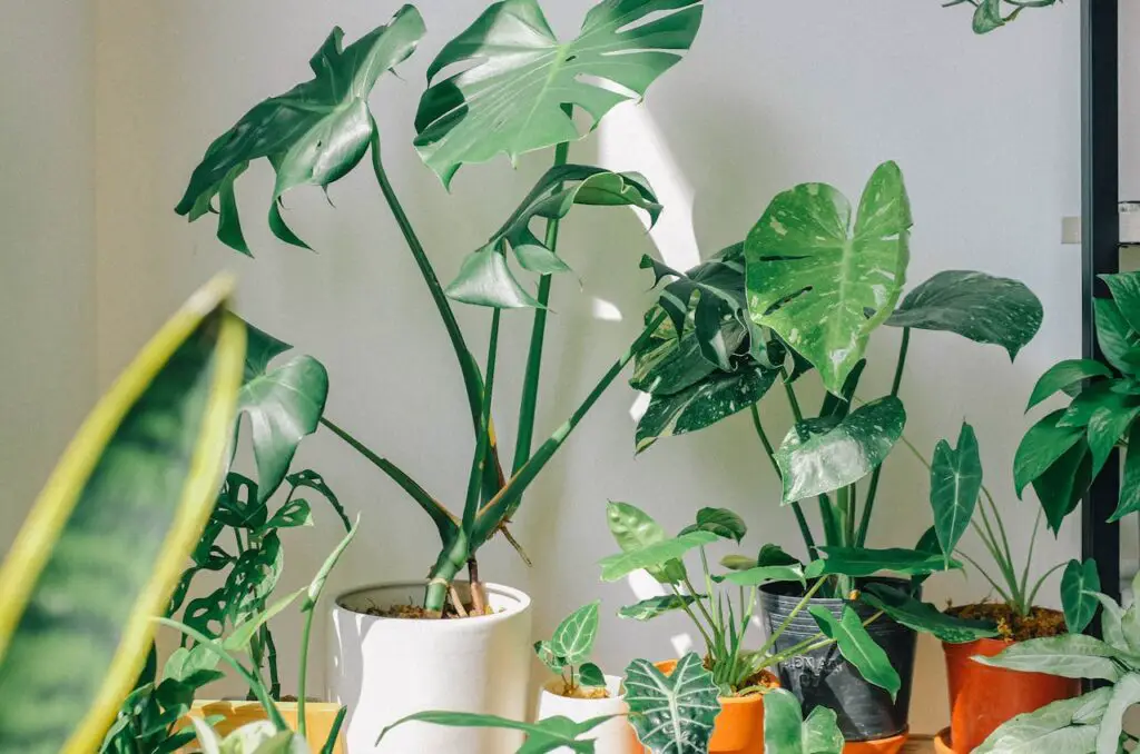 <p> Growing plants at home should bring joy, not stress. If you have ever struggled to keep one of these nine plants alive, you are not alone. Many of them require conditions that are difficult to recreate in the average home. That does not mean you are a bad gardener—it simply means these plants are too demanding for most living spaces. Instead of fighting with fussy plants, choose varieties that actually want to live with you. Hardy options like snake plants, pothos, and ZZ plants thrive on neglect and still look beautiful. They will bring you greenery, fresh air, and peace of mind without constant drama. At this stage in life, gardening should be a pleasure, not a chore. So if one of these high-maintenance plants has been making you feel more like a frustrated babysitter than a proud gardener, give yourself permission to let it go. Fill your home with plants that are just as forgiving as they are beautiful. After all, your time is too valuable to spend it begging a stubborn plant to love you back. </p> :: Pexels
