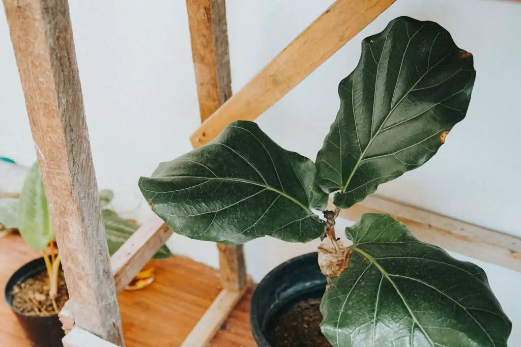 <p> Few plants have been as trendy as the Fiddle Leaf Fig. Its tall, sculptural look has made it a favorite in home décor magazines and social media. But what you don’t often see in those glossy photos is the trail of brown, yellowing leaves that many owners deal with at home. Fiddle Leaf Figs are incredibly fussy. They need bright but steady light, consistent watering, and absolutely no drafts. Move them around too much, and they will punish you by dropping leaves all over your living room. For many gardeners, the frustration outweighs the fashion. </p> :: Pexels