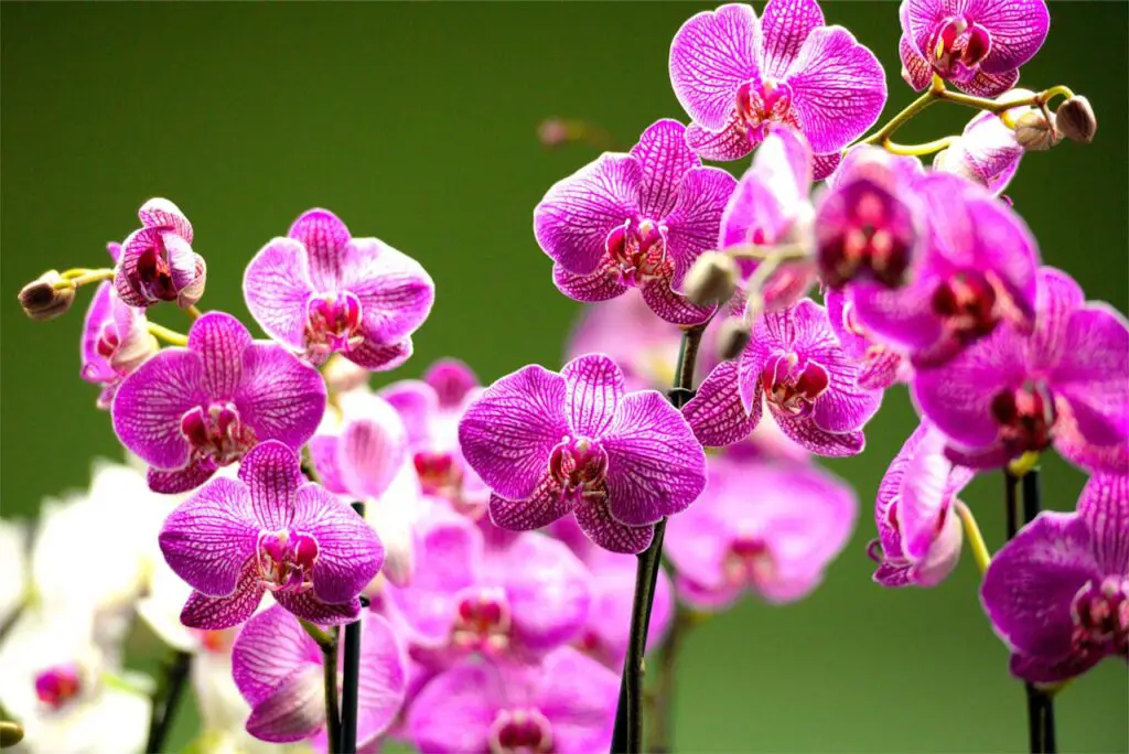 <p> Orchids are the plant equivalent of falling in love with someone who is charming at first but hard to live with long-term. When they bloom, they are stunning, elegant, and fragrant. But once the flowers drop, things get complicated. Orchids need just the right watering schedule, perfect drainage, and a careful balance of light and temperature. Many people buy one, enjoy the first bloom, and then watch it slowly fade away, never to flower again. Unless you are willing to commit to its picky routine, orchids are more likely to test your patience than bring you joy. </p> :: Pexels