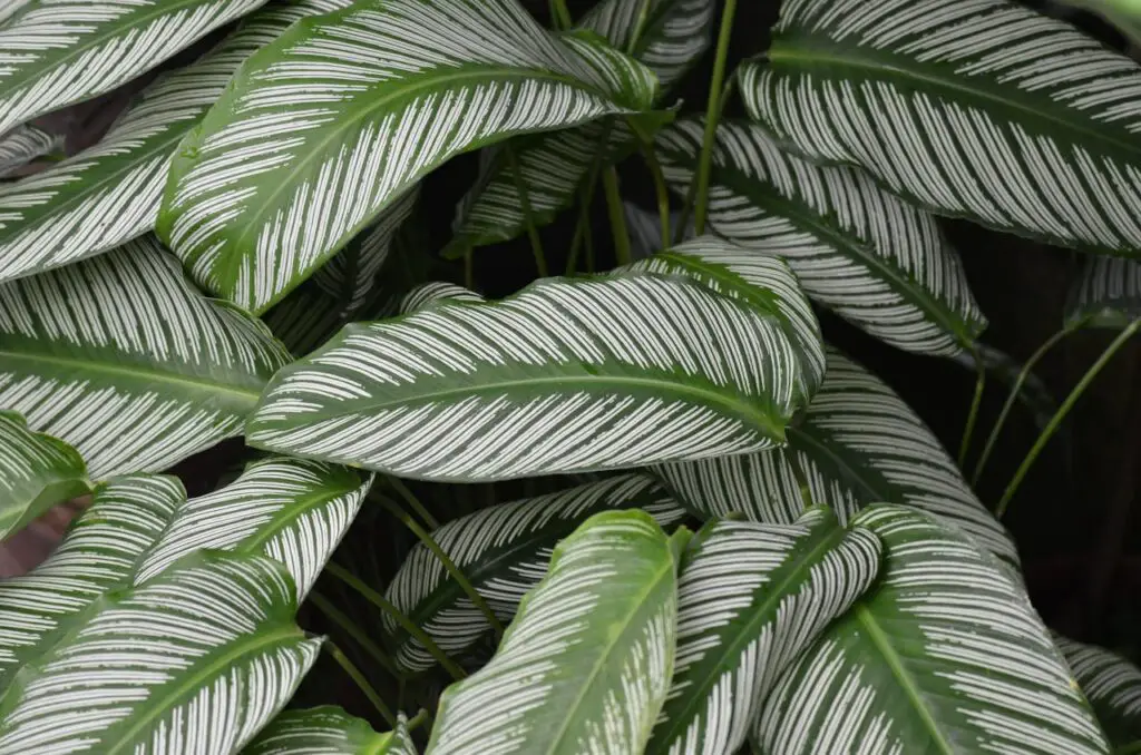 <p> The Pinstripe Calathea looks like it belongs in a magazine spread. Its bold striped leaves and purple undersides make it a stunning statement piece. The problem? It acts more like a diva than a houseplant. Calatheas need filtered water, tropical-level humidity, and just the right amount of light. Even small changes in their environment cause their leaves to curl or brown. Unless you enjoy pampering a plant like a spoiled grandchild, you might find yourself regretting this choice. </p> :: Pexels