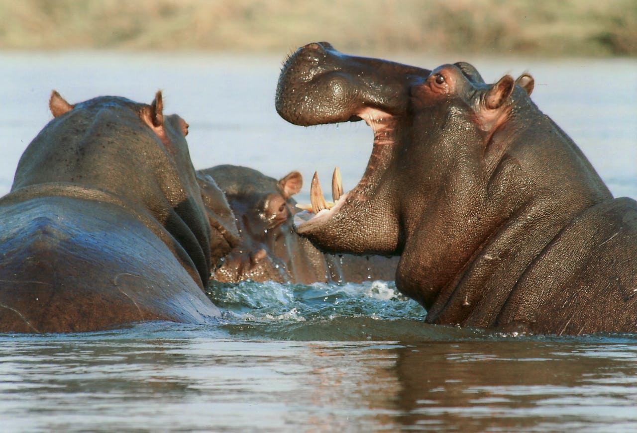 <p> Hippos may look slow and docile, but they are among the most dangerous mammals in Africa. A direct stare can be interpreted as a threat, and hippos are known to react violently when provoked. Even from a distance, it is crucial to avoid making eye contact. If a hippo notices you, move slowly away and maintain a low profile. Giving them plenty of space is essential, as they are territorial and aggressive when feeling threatened. </p> :: Pexels
