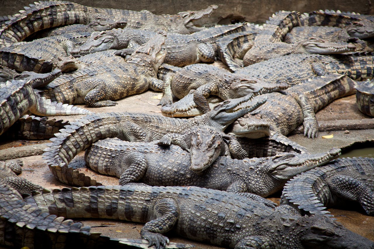 <p> Crocodiles and alligators are ambush predators that assess their environment and potential prey through subtle visual cues. Eye contact can make them focus on you, increasing the likelihood of a predatory response. If you encounter one near the water, avoid locking eyes and back away slowly. Staying calm, keeping the animal in your peripheral vision, and not making sudden movements signals that you are not prey. This strategy is key to surviving encounters with these ancient reptiles. </p> :: Pexels