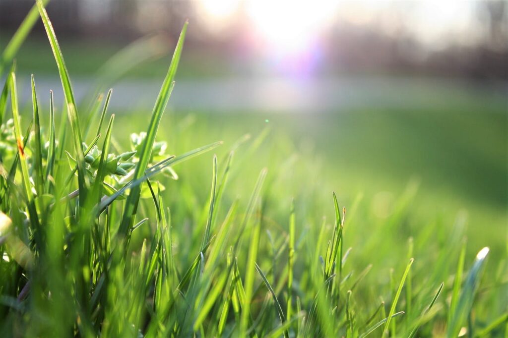 <p> One of the biggest mistakes homeowners make is treating lawn care the same way all year long. Grass has different needs depending on the season, and ignoring that can lead to inconsistent results.

People with beautiful yards pay attention to these changes and adjust their routine accordingly.

In spring, the focus is on recovery and growth. This is when you start mowing regularly, apply fertilizer, and take steps to prevent weeds.

During summer, the goal shifts to maintenance. Proper watering becomes more important, and mowing practices help protect the grass from heat stress.

Fall is often the most valuable season for lawn care. This is the time to strengthen your lawn by aerating, overseeding, and feeding it before winter. A strong fall routine sets the stage for a healthier lawn the following year.

Winter might seem like a break, but it still matters. Avoiding heavy foot traffic and protecting your lawn from damage can make a difference when spring returns.

Understanding these seasonal shifts helps you work with your lawn instead of against it. </p> :: Pexels